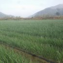 다마내기 이미지