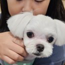 제이원펫 네이버블로그
