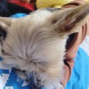 아보네 멍빌리지 이미지