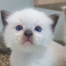 도로시캐터리 이미지