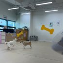 지아 애견샵 | [시바] 백시바이누 라떼의 유치원생활 #공간페로 #유치원 #호텔링 #강아지호텔링 #일주일 #대전강아지...