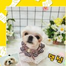 댕실 댕실 이미지