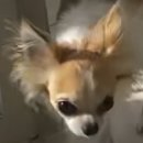 안동동물의료센터 이미지