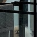 미쓰박 펫 살롱 이미지