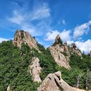 공룡코딱지 이미지