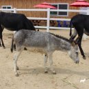 하당목장 이미지