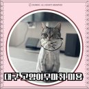 대구용산초등학교 | 대구 무마취 고양이미용 밀꼬냥 후기