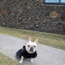 조끄띠 | 동반 숙소 추천, 제주도애견동반숙소,제주애견동반펜션,구좌애견동반숙소_ 바당 조끄띠 애견동반 실제 후기