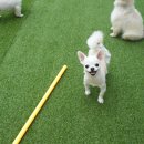 강아지를 부탁해(돌봄) 이미지