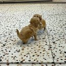 더 샵 동물메디컬센터 이미지