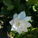 백세건강원 이미지