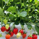 장스베리 딸기체험농장🍓 | 화성 동탄 5월 지금 가기 좋은 주말 딸기체험