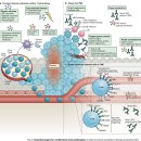 Re: 면역항암제(cancer immunotherapy)의 이해 - '암세포와 면역반응' 이미지