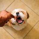 사랑플러스 동물병원 이미지