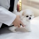 도그바이러스 이미지