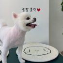 [민락동애견미용]포메라니안 미용 애견미용 전문샵 솔직후기"멍빨그루밍"