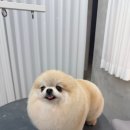 퍼피스타일 이미지