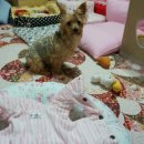 봄이네 애견 이미지