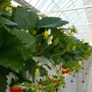 주몽농장 이미지