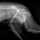 양주24시해든동물의료센터 이미지