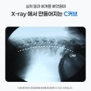 바른닥터존 | [밀라 닥터사이드 경추베개] 네이버 넾다세일 경추베개 추천, 거북목 직장인이 사용해본 솔직후기