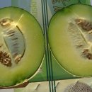 백종찬농장 Daum카페