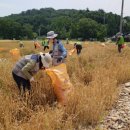 보리와철새 이미지