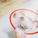 멍이와 냥이의 부엌 이미지