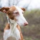 라이트 하운드 이미지