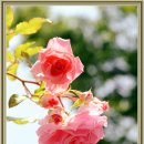 조선대(장미원) 이미지