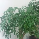 행복나무(Happy 이미지