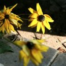 동부초교 이미지