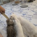 펫데이트 이미지