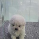 부산강아지분양 드림독 안심분양센터 부산점 이미지