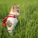 고양이랑 이미지