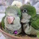 앵무세상 이미지