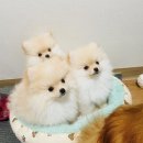 율무야가자