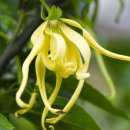 일랑일랑 이미지