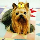 우리애견 이미지
