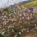 해파랑길: 몽산포해수욕장---＞백사장항(15km) 이미지