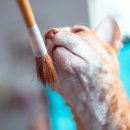행복한고양이 이미지