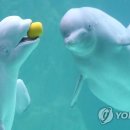 벨루가