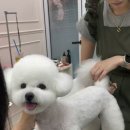 웰니스펫뷰티 이미지