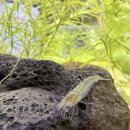 블루벨벳 | 🦐우리 새우가 새끼를 낳았어요! 어린이날에 블루벨벳새우 치비 본 후기