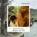 더 엘레펀트 | 푸켓 코끼리 투어 - 엘레펀트케어 감동후기사진 + 직접체험 후기