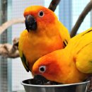 가평 베고니아 새 정원 이미지