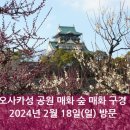 매화숲유치원 | 【일본 오사카 매화】 오사카의 매화꽃 명소! 오사카성 공원 후기