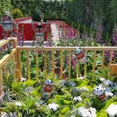 장미축제 이미지