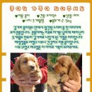 콩이 Daum카페
