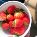 내사랑딸기 이미지